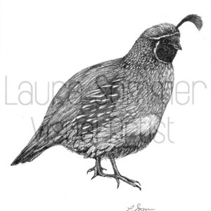 Quail Illustration in Black Pen - Digital Download