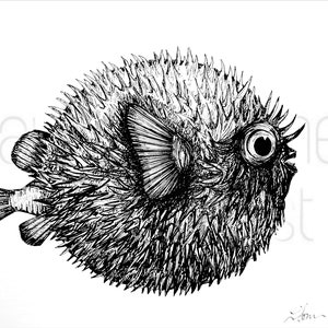 Puffer Fish Illustration in Black Pen - Digital Download