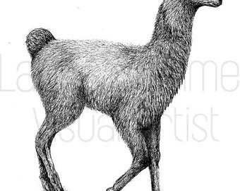 Llama Illustration in Black Pen - Digital Download