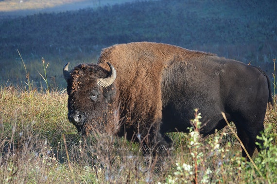 Animal Photo Buffalo Early Morning Bison Tatanka Etsy