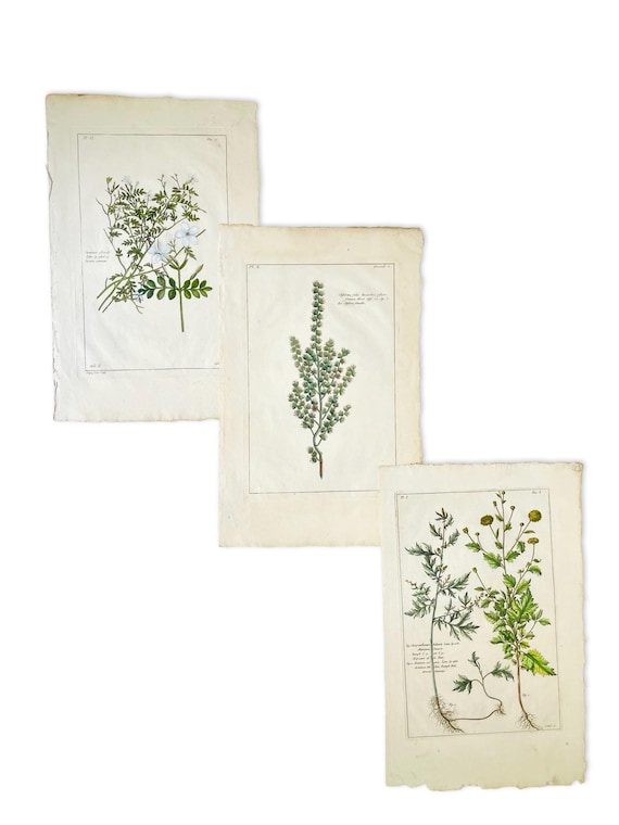 Original Antique Botanical Engraving by Pierre-Joseph Buchoz, Circa 1774
