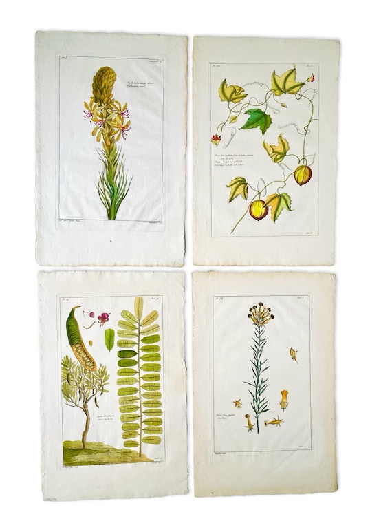 Original Antique Botanical Engraving by Pierre-Joseph Buchoz, Circa 1774