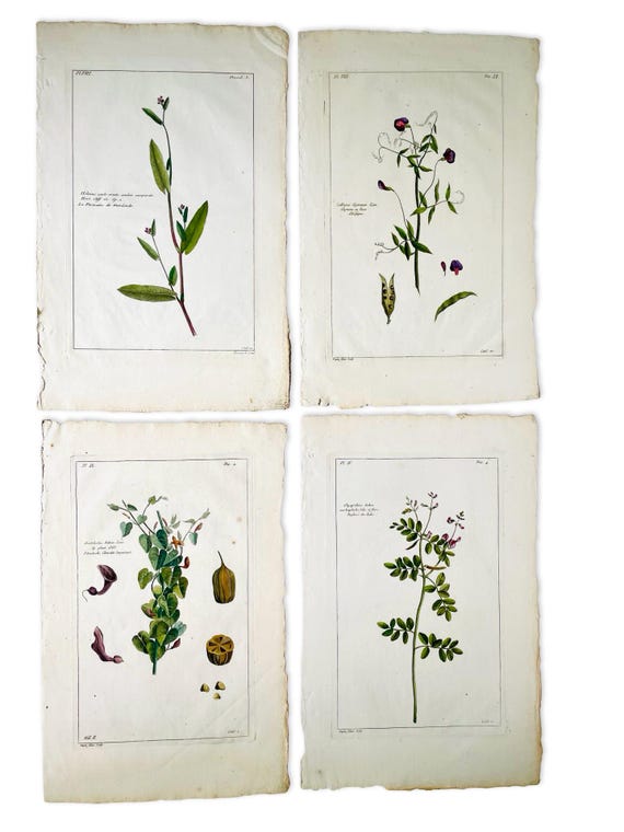 Original Antique Botanical Engraving by Pierre-Joseph Buchoz, Circa 1774