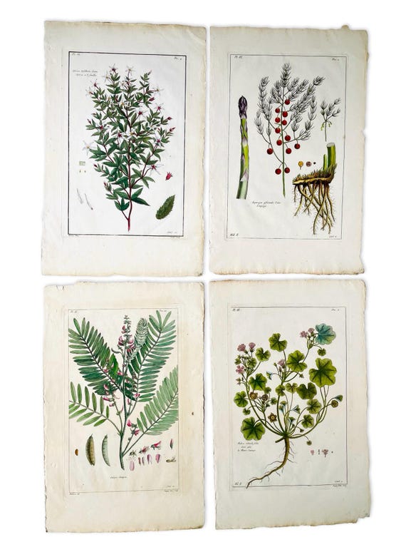 Original Antique Botanical Engraving by Pierre-Joseph Buchoz, Circa 1774