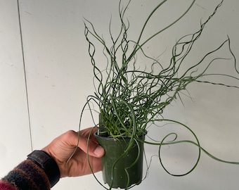 4" Juncus Spiral -Corkscrew Reed