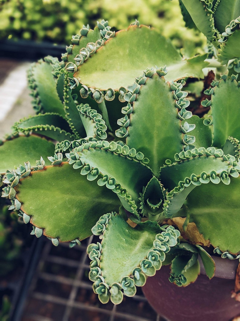 Mother of Thousands Succulent Mexican Hat Plant Kalanchoe Etsy