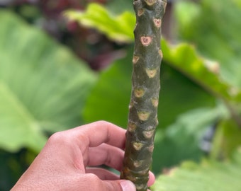 May include: A close-up of a green plant stem with a textured surface and small, circular markings. The stem is held by a hand, with a blurred green background of foliage. The stem's color is a deep green.