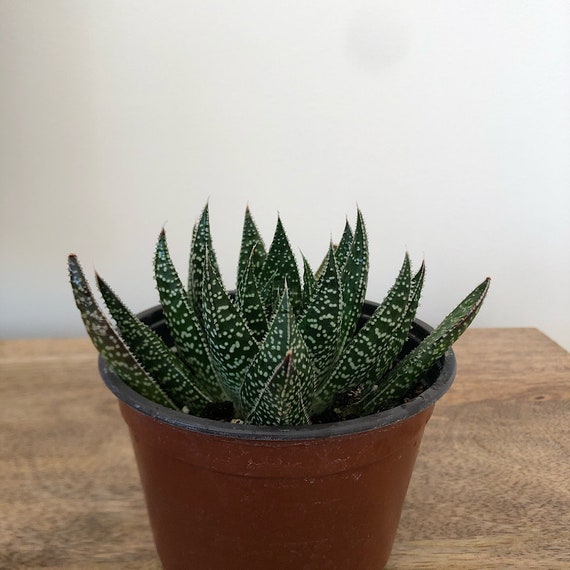 exotic rare succulent plant cactus 4 pot Aloe aristata