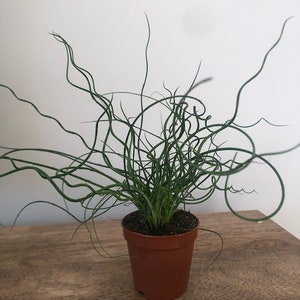 2&quot; Juncus Spiral -Corkscrew Reed