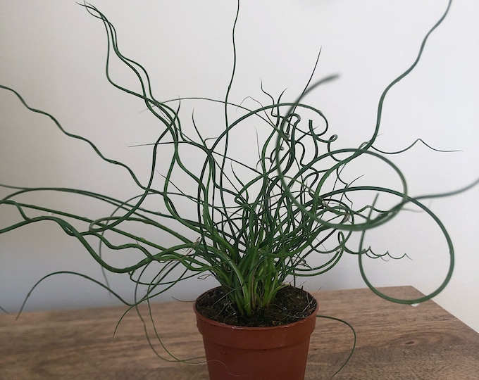 Juncus Filiformis Spiralis corkscrew Rush 30 Ornamental Grass Seeds - Etsy
