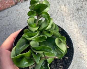 May include: A green, curly, string of pearls plant in a black pot. The plant is growing in a dark brown soil.