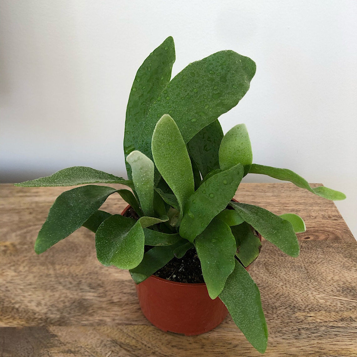 May include: A green staghorn fern plant in a brown pot. The plant has long, narrow leaves with a silvery sheen.