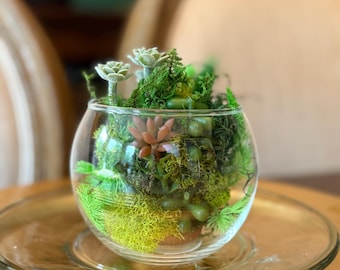 May include: A small, clear glass terrarium bowl filled with a variety of succulents and moss. The arrangement includes green, yellow-green, and brown elements, creating a miniature garden. The bowl sits on a clear glass plate, which is on a gold-colored surface.