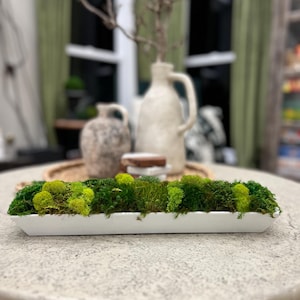 15&quot; Moss Centerpiece: Modern White Ceramic Tray, Zero Maintenance