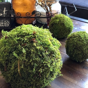 May include: Three green moss balls on a wooden surface. The moss balls are round and fluffy.