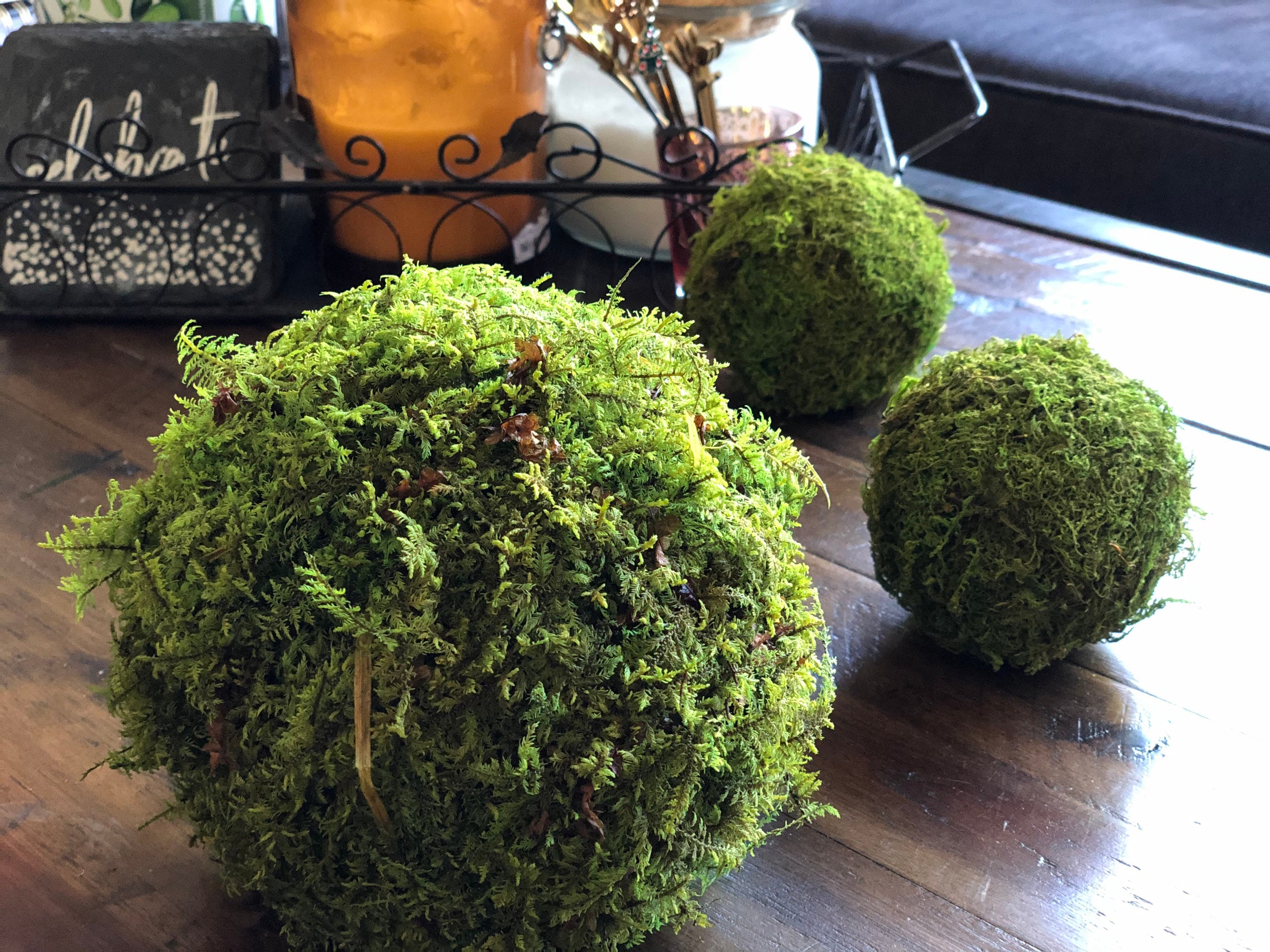 Natural Green Moss Decorative Ball (2-Set of 12) — ZENGENIUS, INC.