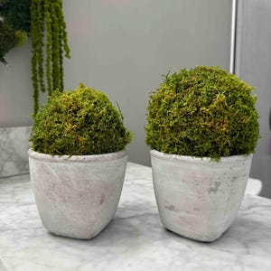 May include: Two small, round, moss-covered plants in white, weathered-look pots. The moss is a vibrant green with hints of yellow and brown. The pots have a slightly tapered shape and sit on a marble surface. Decorative home decor.