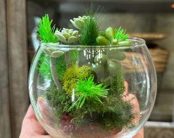 May include: A clear glass terrarium with a variety of small, green succulents and moss. The terrarium is round and sits in a person's hand. The plants are arranged to create a miniature garden scene.