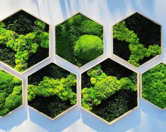 Moss Hexagons