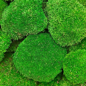 Stabilized premium pole moss, preserved ball moss, moss pillow for wallart