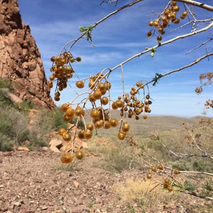 May include: A close-up of a branch with clusters of golden-brown berries against a backdrop of a rocky canyon and a blue sky.