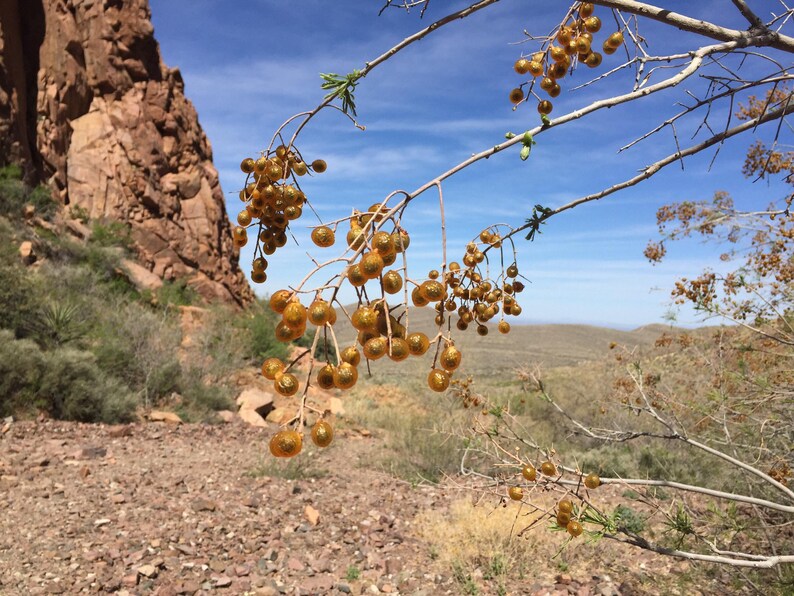 May include: A close-up of a branch with clusters of golden-brown berries against a backdrop of a rocky canyon and a blue sky.
