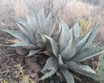 Harvard Agave, Agave harvardii Pup