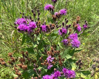 Western Ironweed Seeds (Vernonia baldwinii)