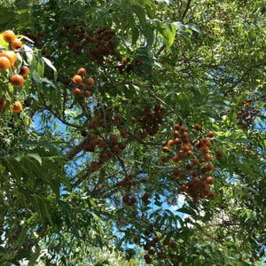 May include: A tree with green leaves and clusters of brown fruit hanging from the branches. The fruit is round and has a smooth texture. The tree is in a sunny location and the sky is visible in the background.