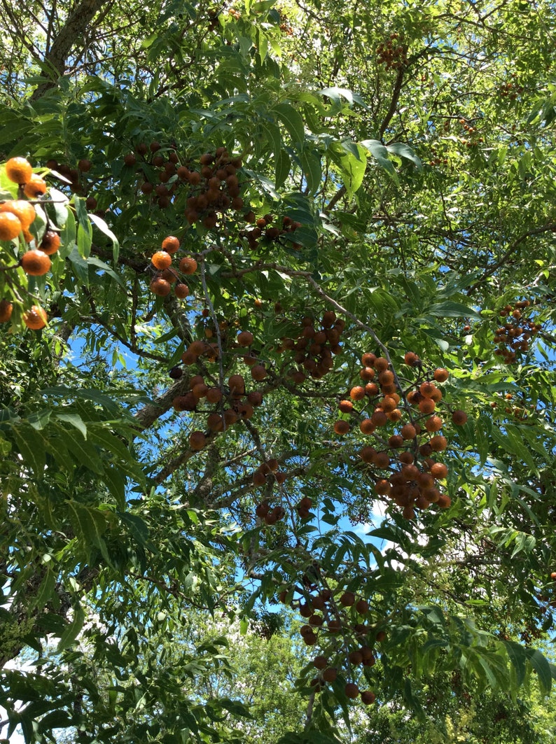 May include: A tree with green leaves and clusters of brown fruit hanging from the branches. The fruit is round and has a smooth texture. The tree is in a sunny location and the sky is visible in the background.