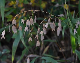 Inland Oats, Chasmanthium latifolium Live Plant