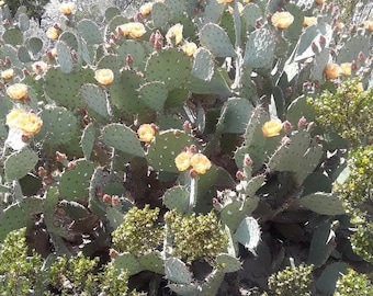 Western Prickly Pear, Opuntia orbiculata pad