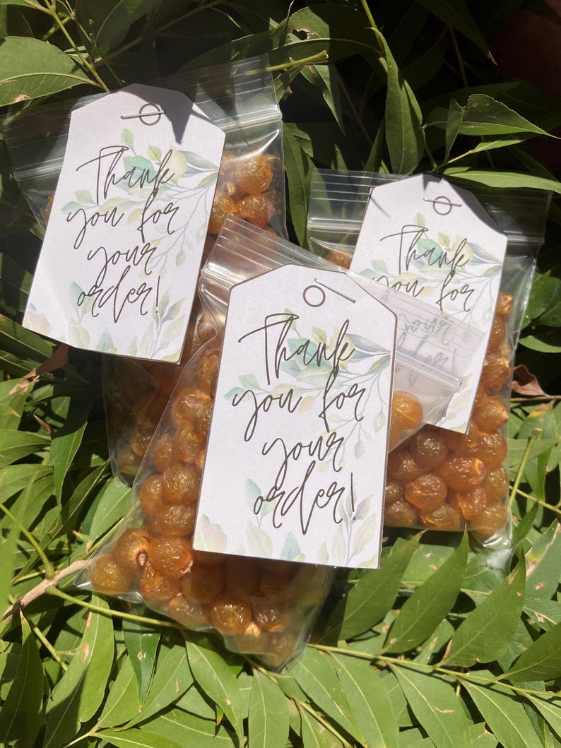 25+ Western Soapberry Seeds Shells