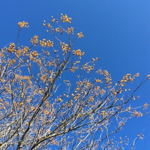 May include: A bare tree branch with yellow seed pods against a bright blue sky.
