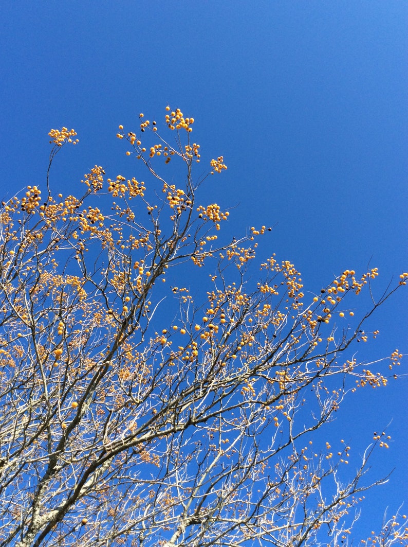 May include: A bare tree branch with yellow seed pods against a bright blue sky.