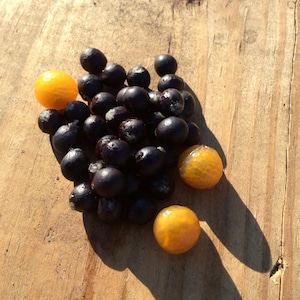 May include: A pile of small, dark purple berries with three bright yellow round fruits on a wooden surface.
