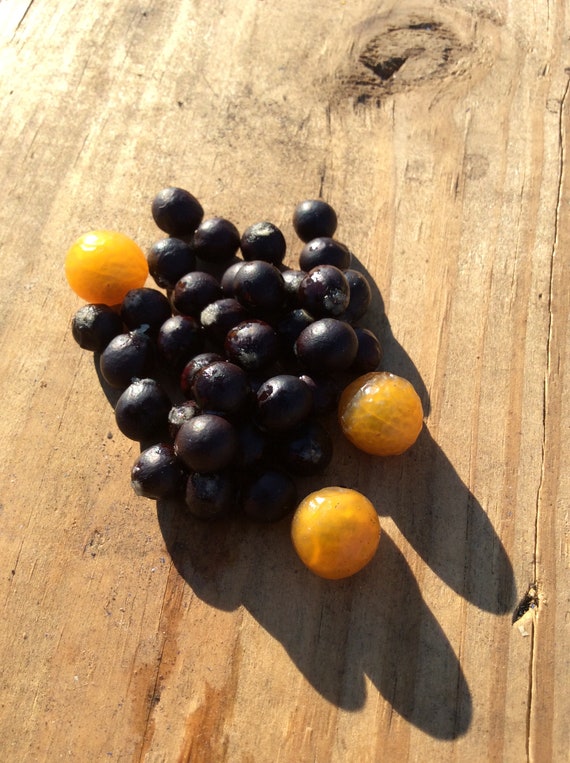 25+ Western Soapberry Seeds
