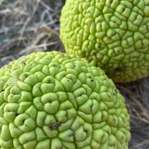 Osage Orange, Crabapple Tree Seeds (Maclura pomifera)
