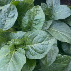 Peut inclure: Gros plan sur un groupe de feuilles vertes. Les feuilles sont grandes, avec des nervures proéminentes et une surface légèrement texturée. La couleur est un vert vif, avec des zones plus sombres. Les feuilles poussent dans un sol sombre.