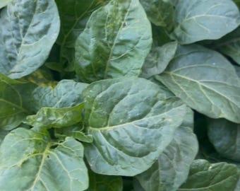 Plántulas vivas de berenjena africana, Afufa Nigerian Anara, fruto y hojas comestibles (8 unidades)