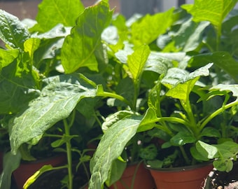 Plántulas vivas de berenjena africana, Anara nigeriana, fruto y hojas comestibles (10 unidades)