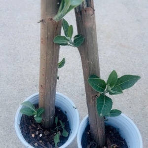 May include: Two young saplings in white plastic pots. The saplings have brown trunks and are sprouting green leaves. The pots are filled with dark soil and are sitting on a gray concrete surface.