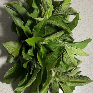 Fresh Organic Bitter Leaves, African Herbal Remedy 1Lb +