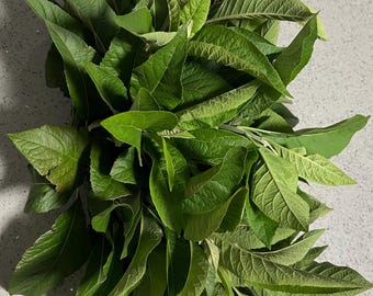 Fresh Organic Bitter Leaves, Vernonia Amygdalina, African Herbal Remedy, 1 Lb