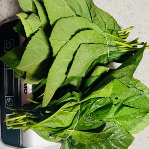 Fresh Organic Bitter Leaves, African Herbal Remedy 1Lb