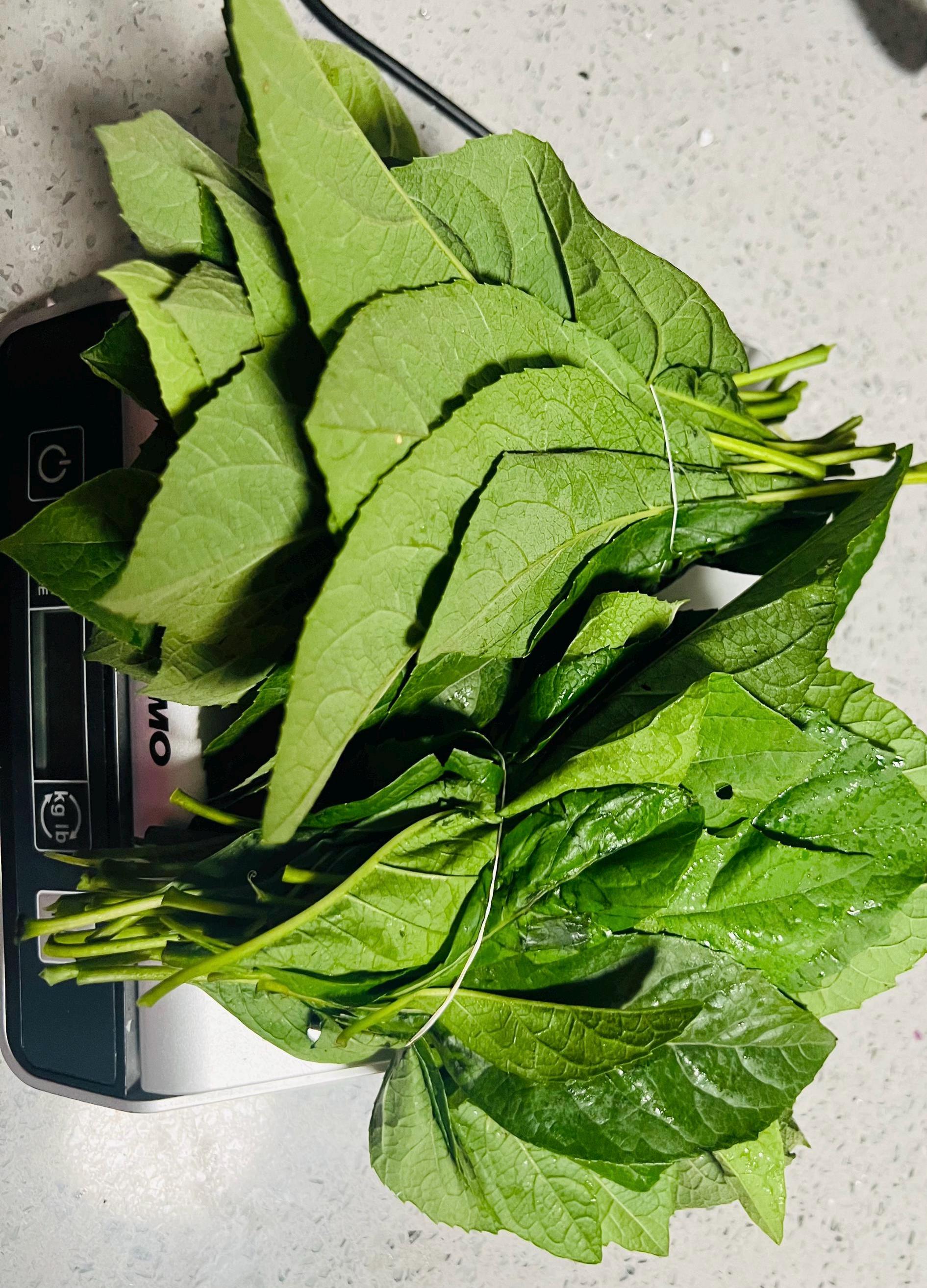 8oz Unwashed Fresh Green Bitter Leaves Plugged Fresh for Healthy Water And Leave(ships only express)