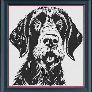 Op de afbeelding: Zwart-witte illustratie van de kop van een Duitse Korthaar. De hond kijkt recht in de camera met zijn bek dicht.