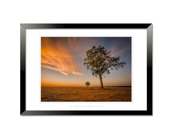 The Walnut Tree Field | Fine Art | Landscape Print | Sunset | France