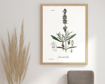 Impressão artística botânica de lavanda, decoração boho para casa, pôster moderno e neutro, presente para amantes da natureza