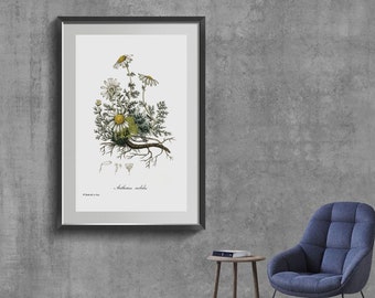 Chamomile Botanical Art Print, Boho Floral Wall Decor,